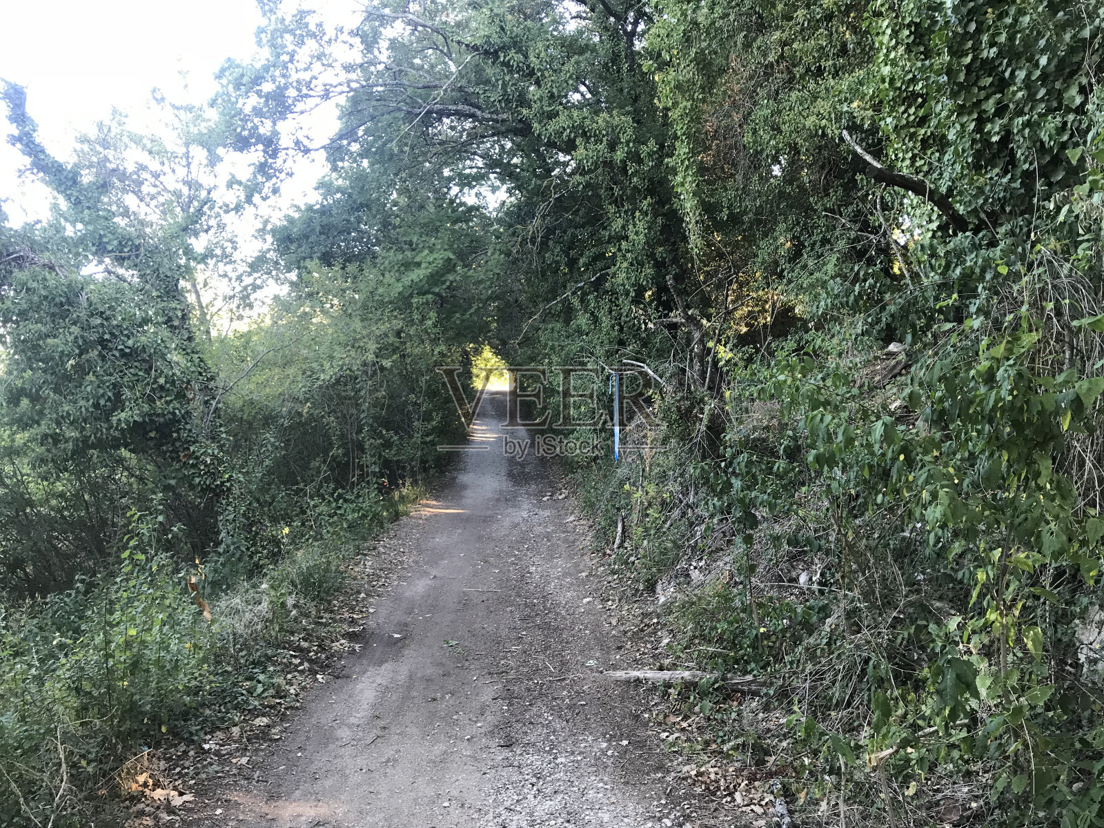 翁布里亚山区的树木照片摄影图片