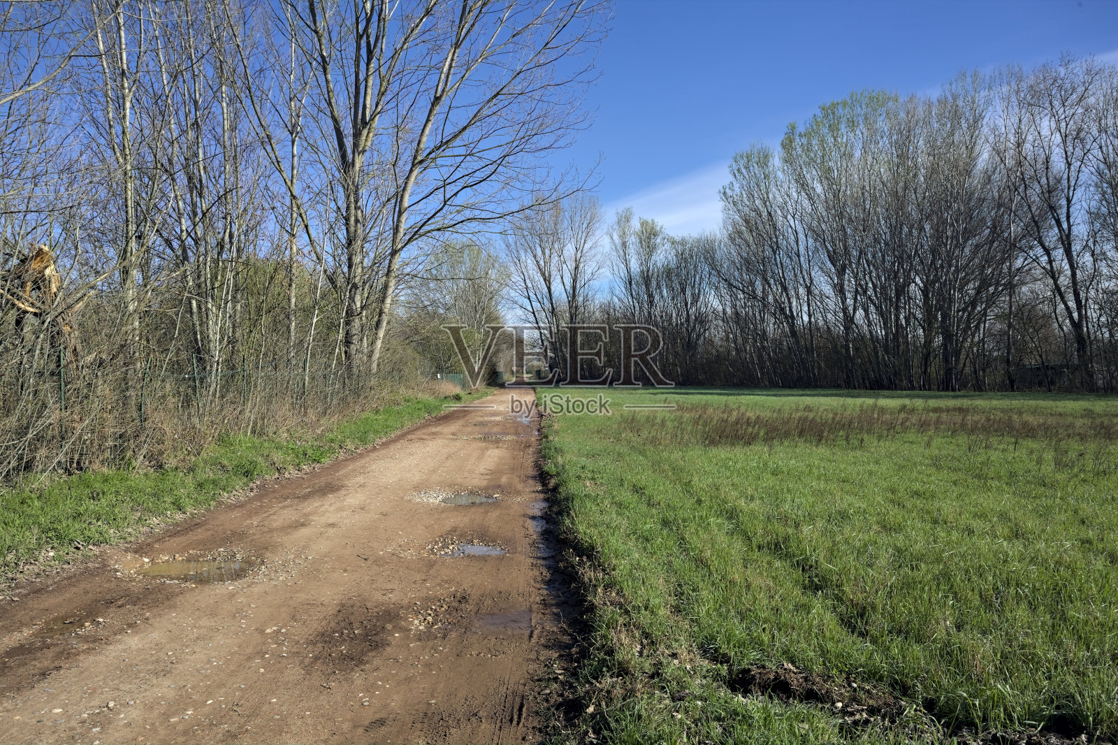 小树林里的泥泞小路上有水坑照片摄影图片