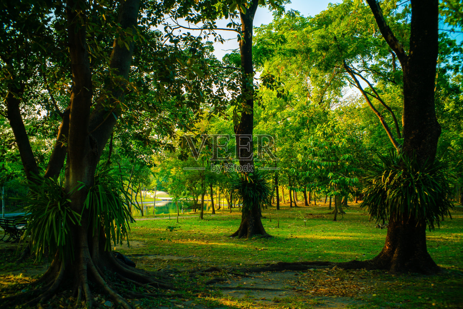 城市公园内绿油油的热带树林,草地,草地,夕阳,淡淡自然照片摄影图片