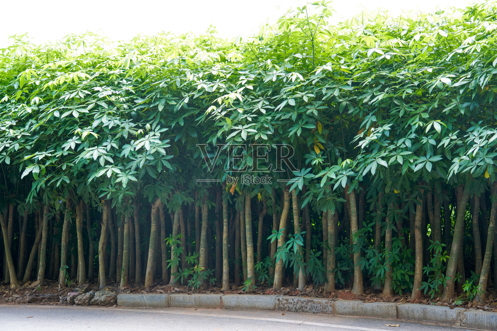 被树木环绕的乡间小路照片摄影图片