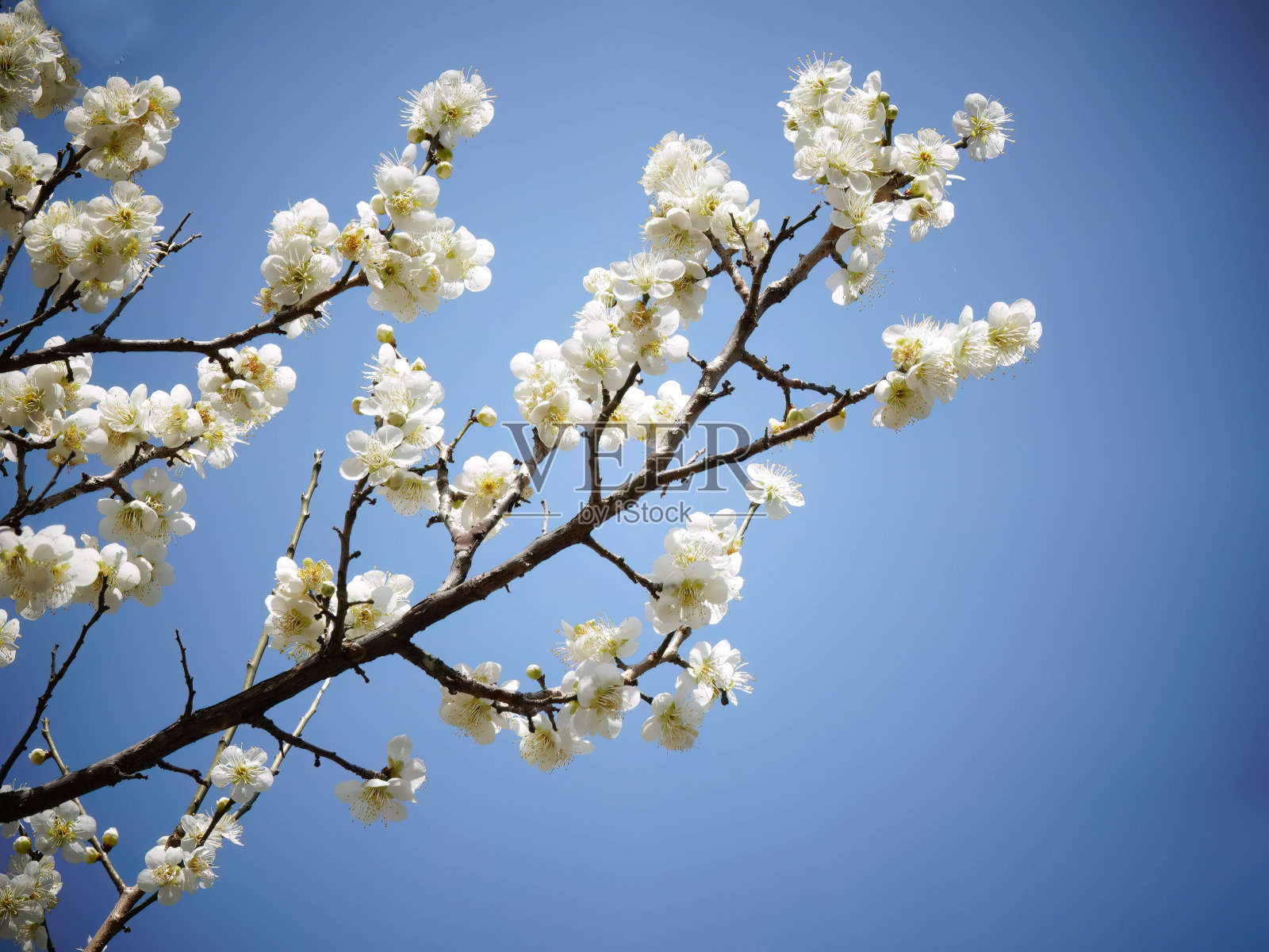 Flowers1.JPG vh560 - 000春天照片摄影图片