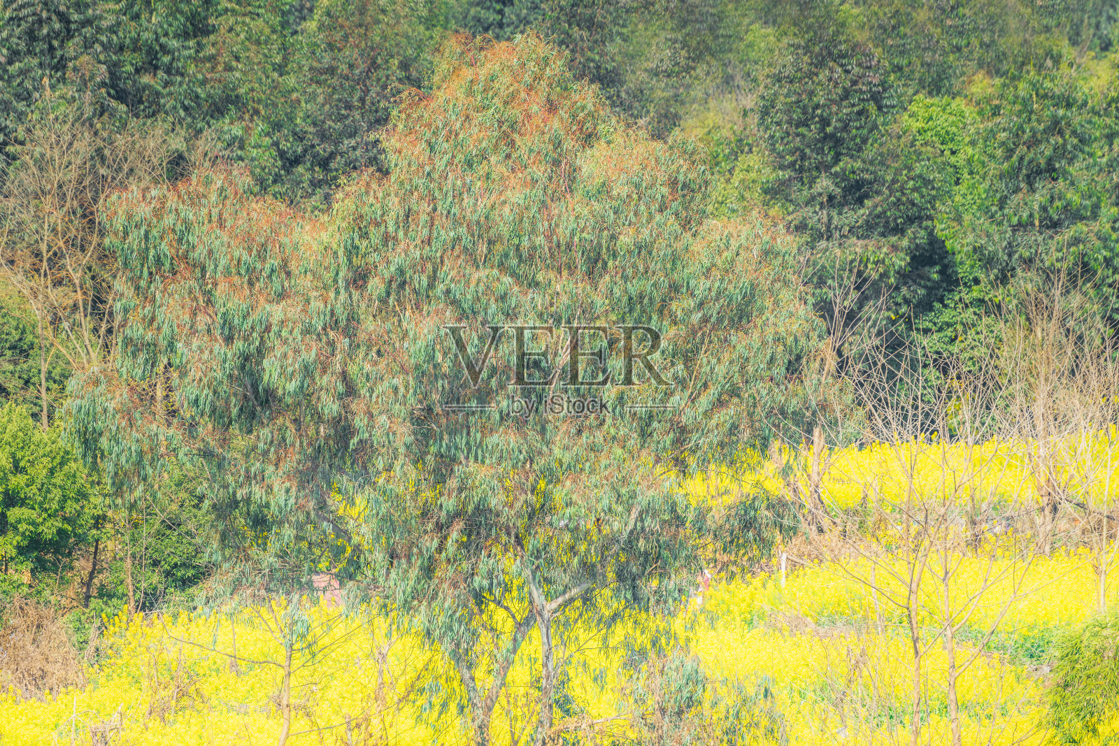 绿色的树和黄色的花在一个阳光明媚的日子照片摄影图片
