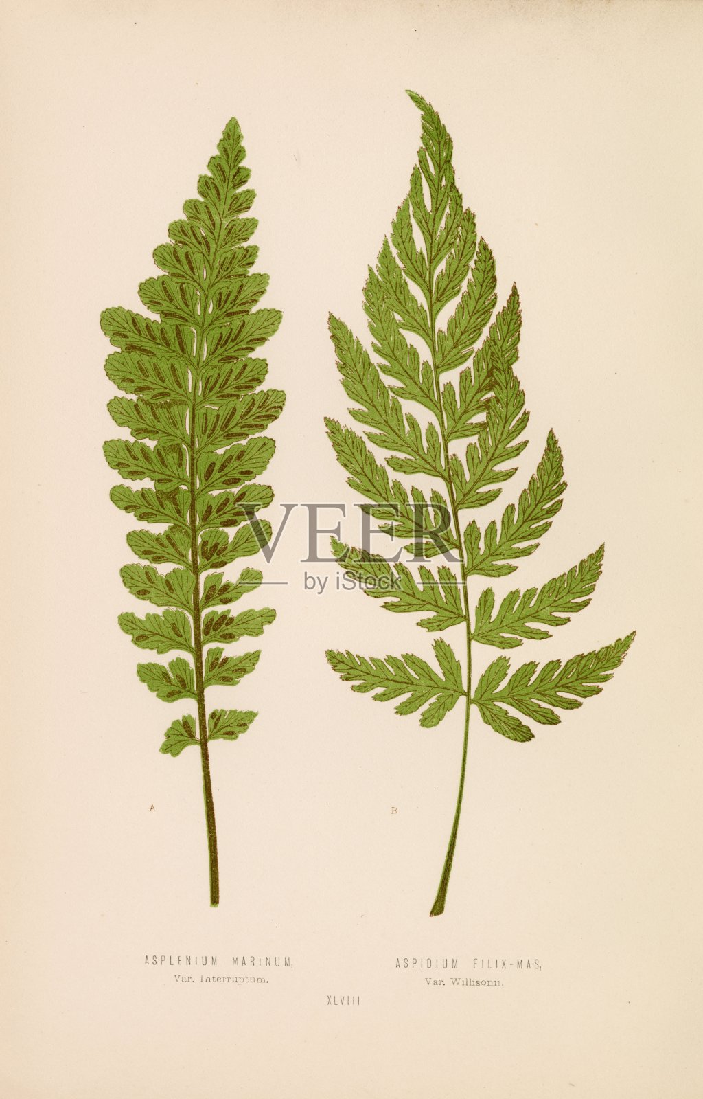 爱德华·洛的19世纪植物墙艺术。多种蕨类植物插画图片素材