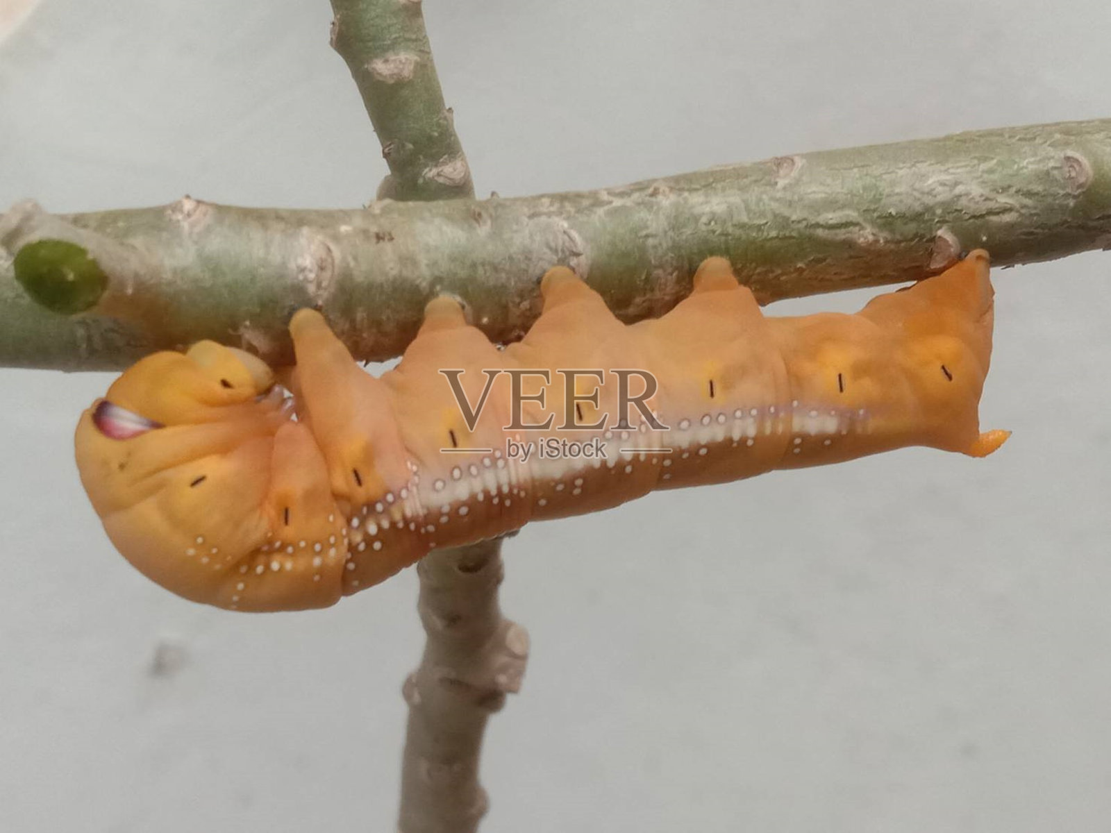 橙色的蠕虫照片摄影图片