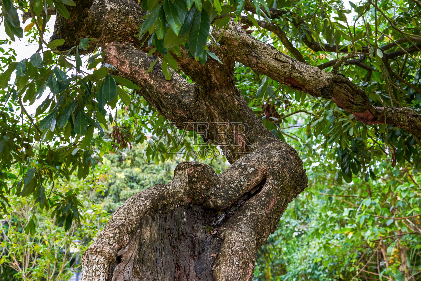 一棵古老的榕树树干特写照片摄影图片