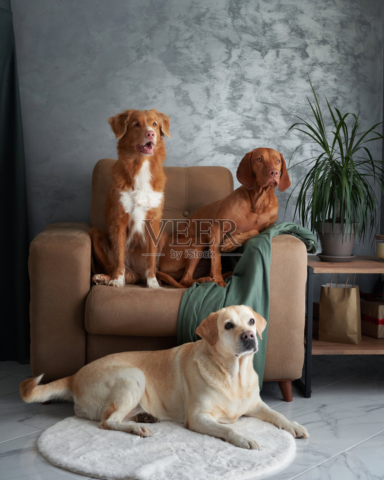 四只狗友好地聚集在一起,在家里和睦相处。照片摄影图片