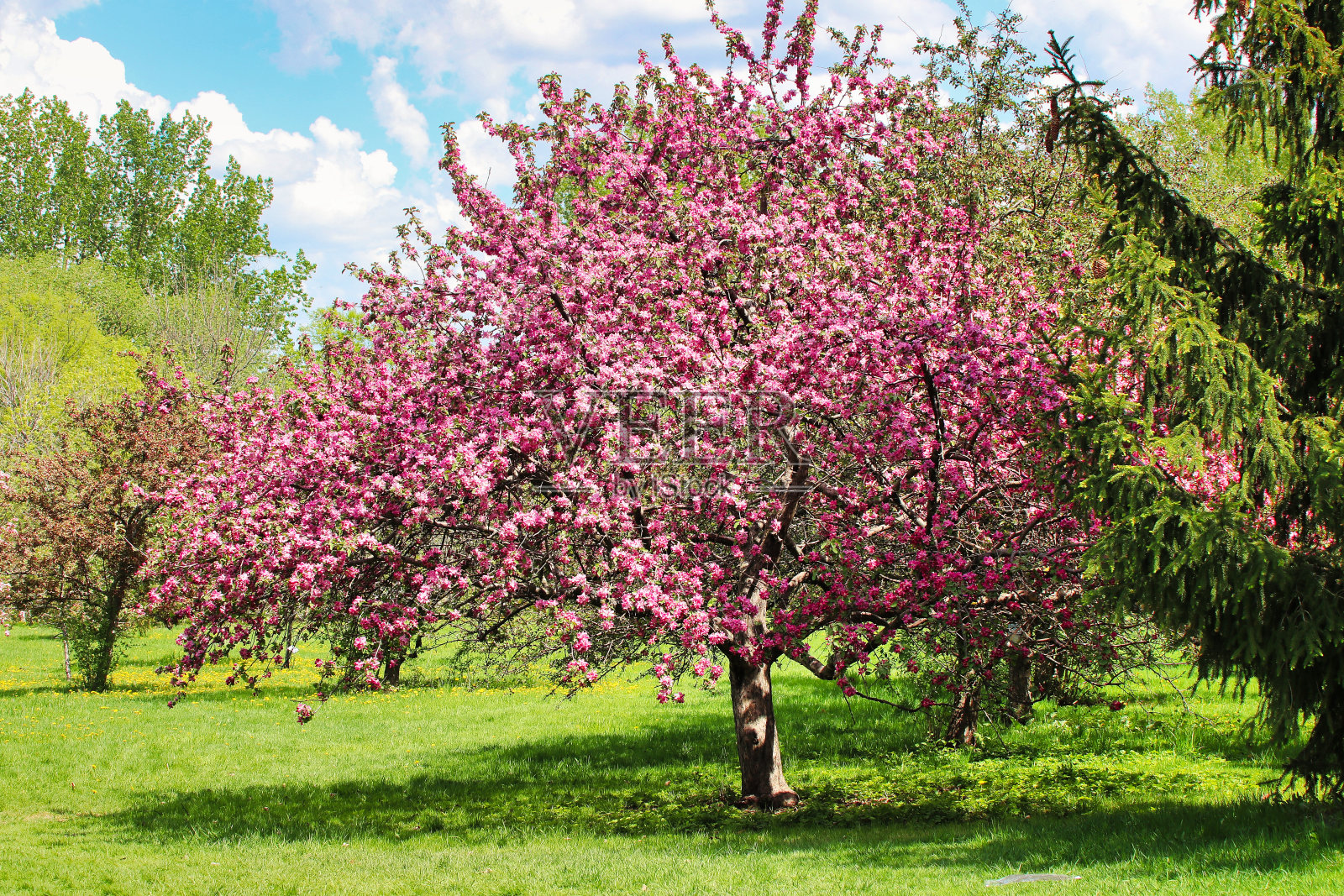 公园里盛开的粉红色海棠树照片摄影图片