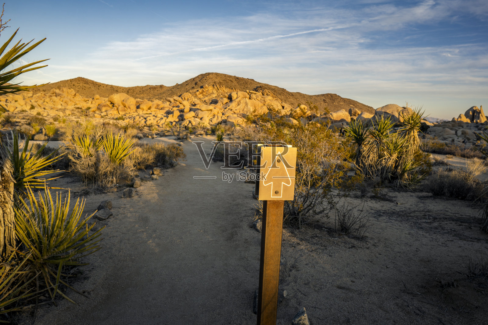 加州约书亚树国家公园照片摄影图片