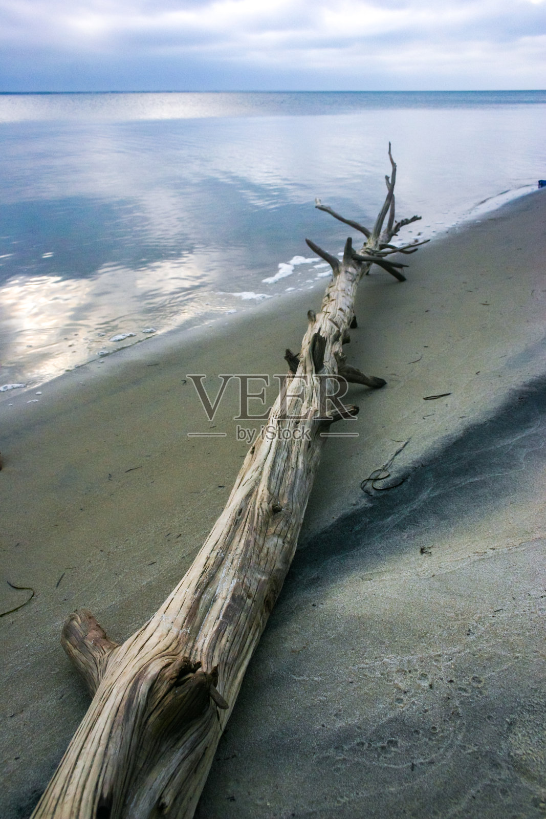 美国新泽西州岛滩州立公园大西洋沙滩岸边的一棵干树照片摄影图片