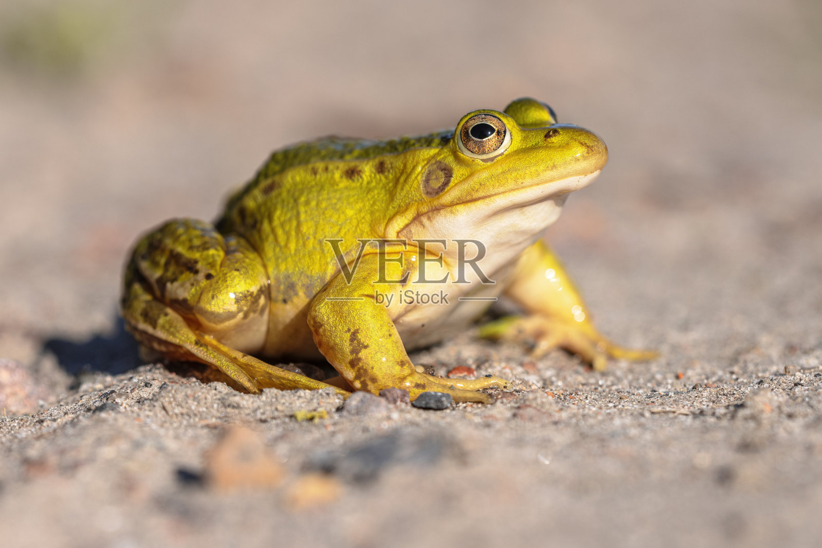 水池青蛙与明亮模糊的背景照片摄影图片