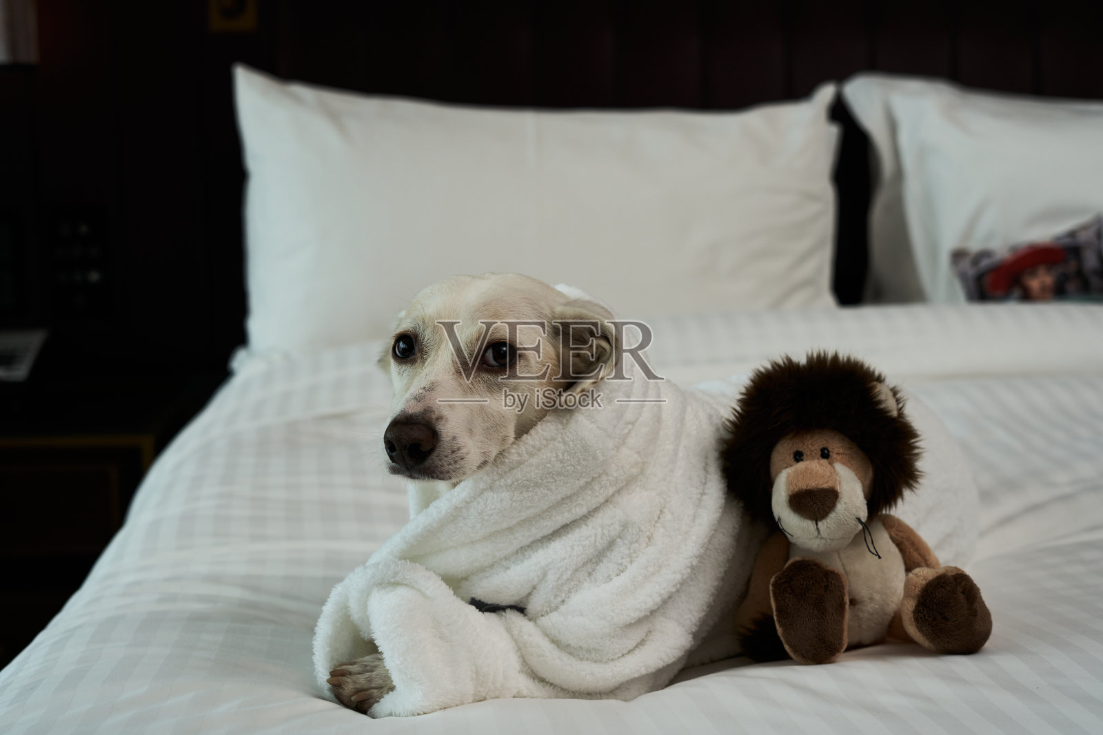 狗在床上照片摄影图片