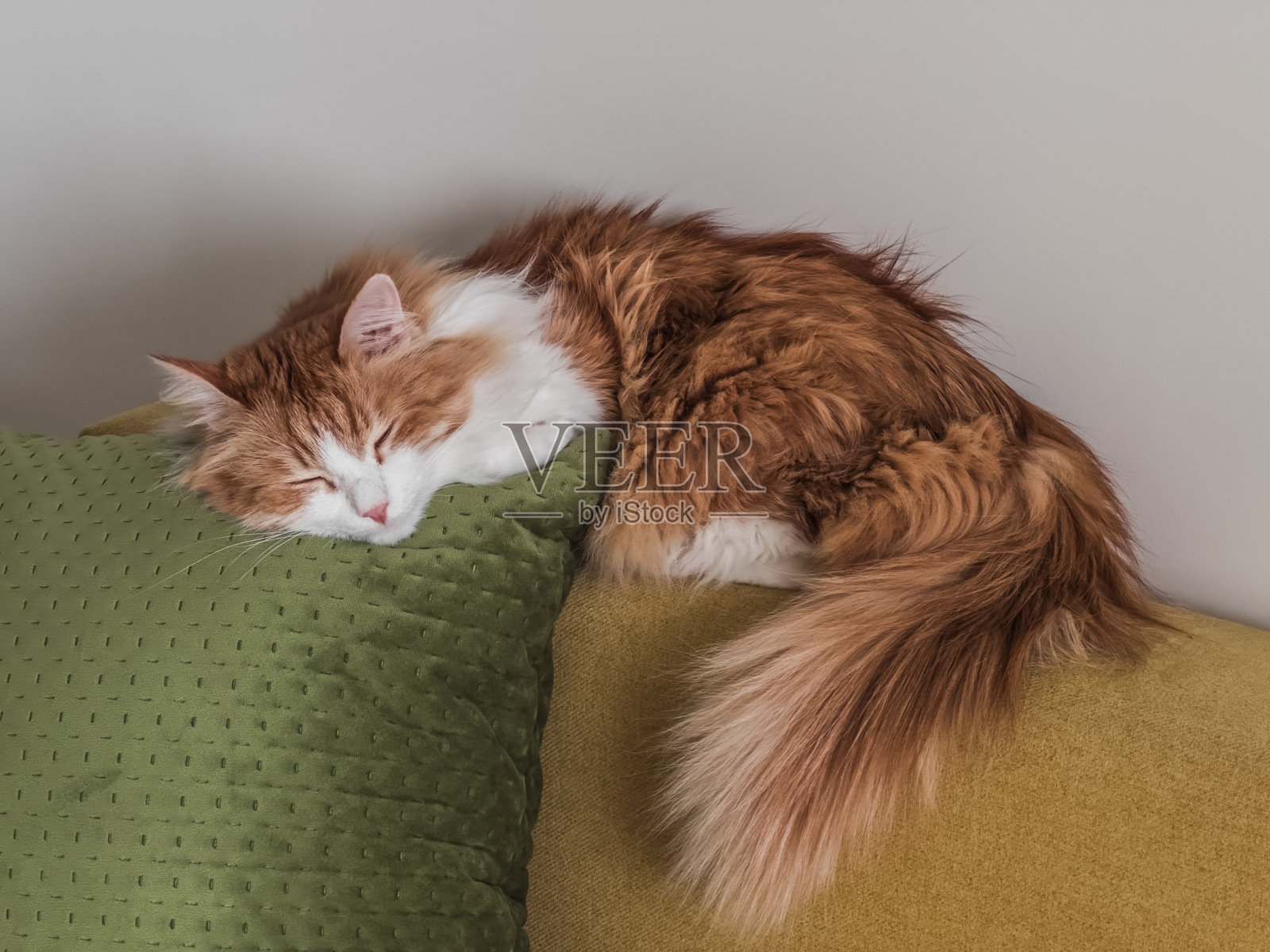 可爱的姜黄色猫咪睡在客厅室内黄色沙发上的枕头上照片摄影图片
