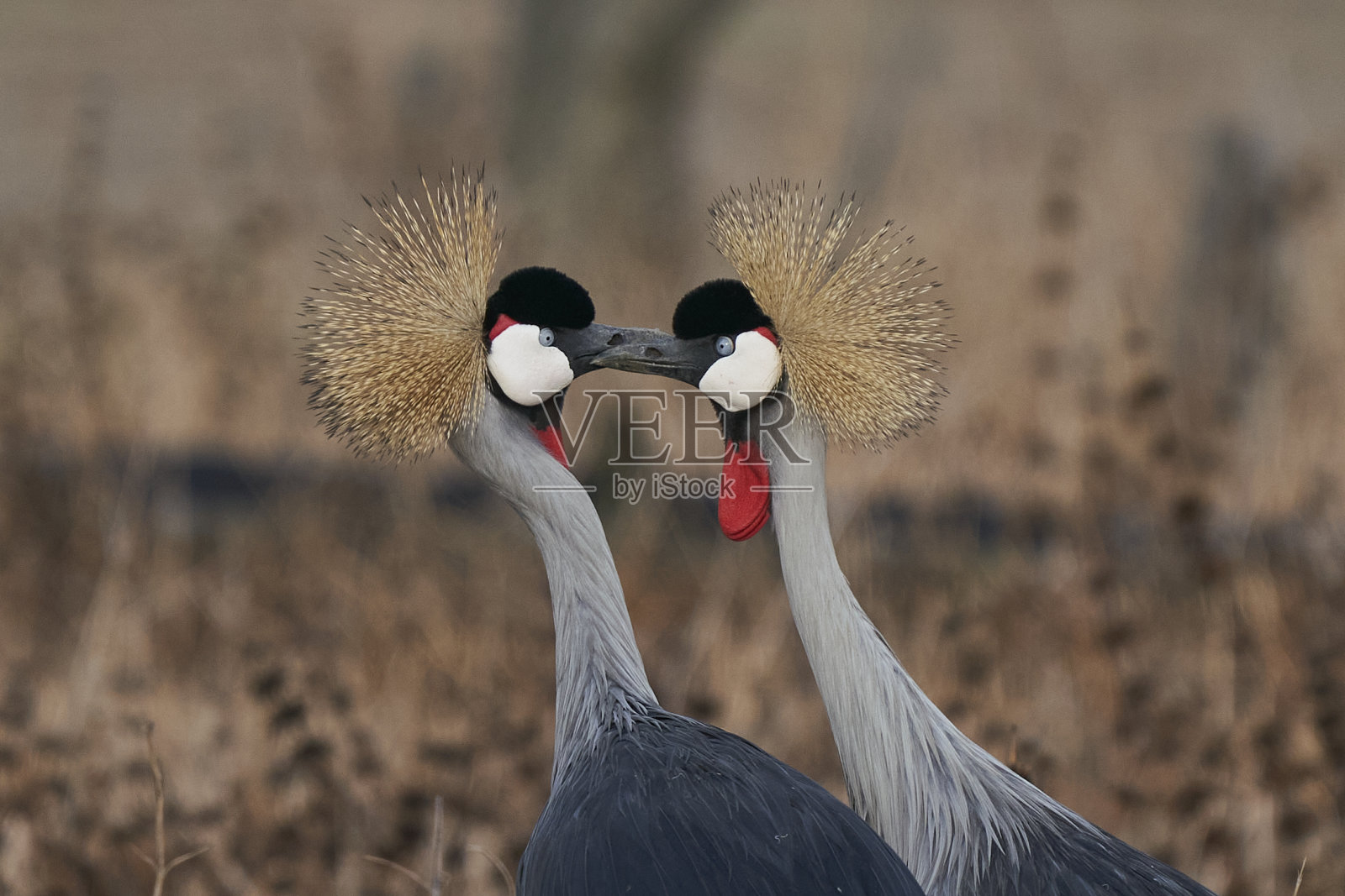 灰丹顶鹤照片摄影图片
