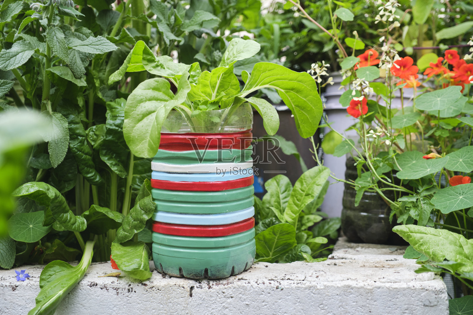郁郁葱葱的植物在一个可重复使用的塑料瓶,城市菜园,健康食品照片摄影图片