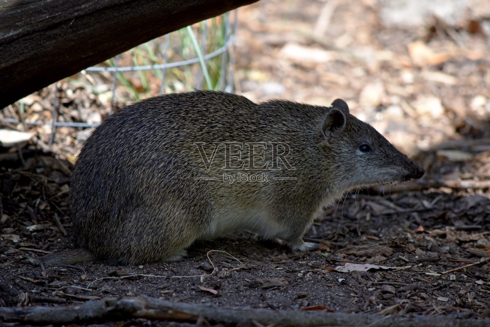 这是一只土匪的侧视图照片摄影图片