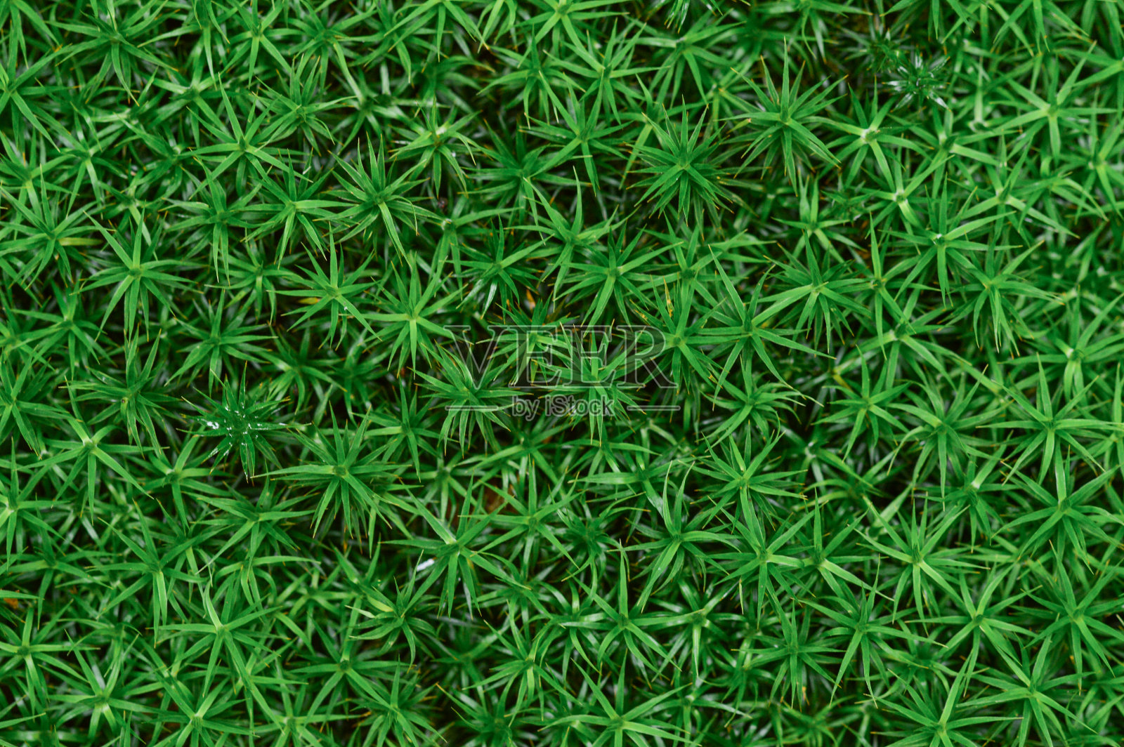 森林或树林中绿色苔藓的特写或宏观照片照片摄影图片