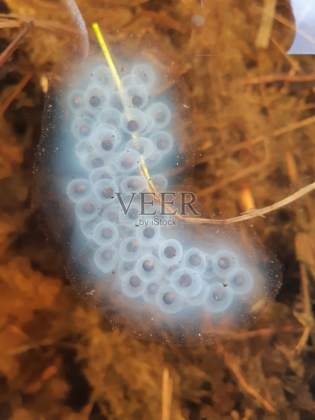 斑点蝾螈蛋照片摄影图片