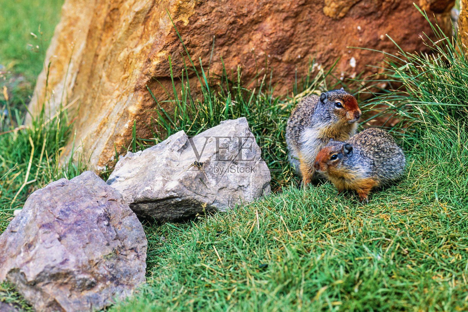 小哥伦比亚地松鼠在岩石旁照片摄影图片