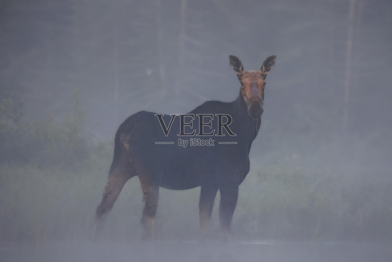 一只母驼鹿在雾中进食照片摄影图片