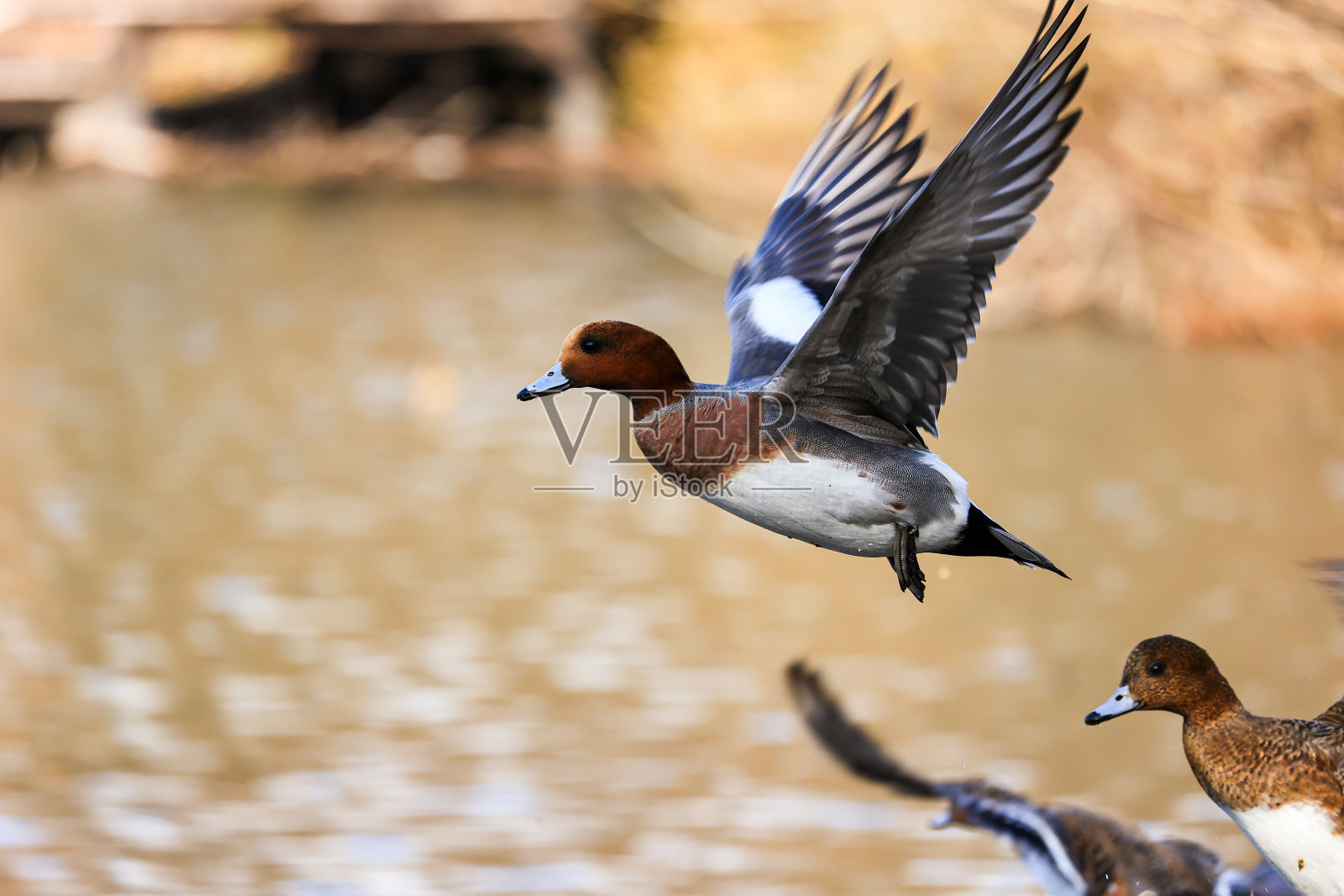 五彩缤纷的鸭子。照片摄影图片