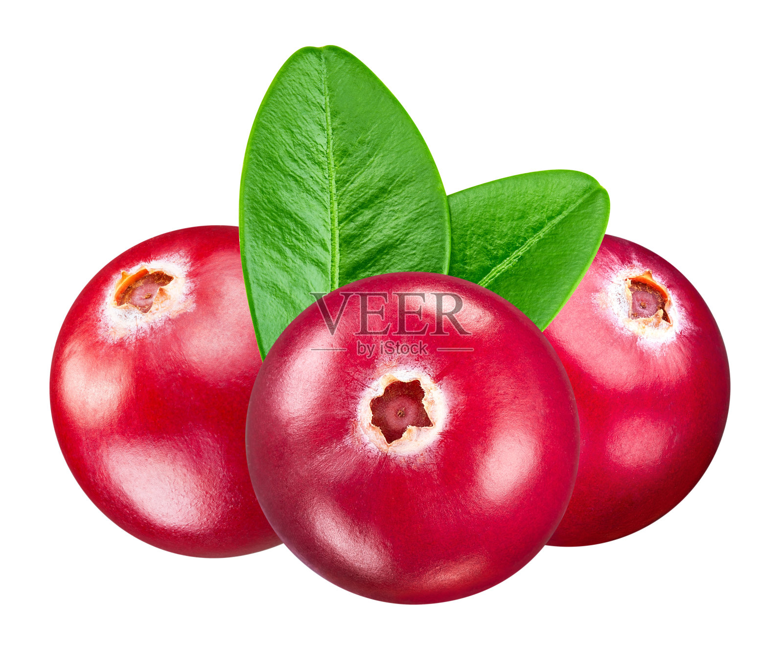 在白色背景上孤立的蔓越莓照片摄影图片