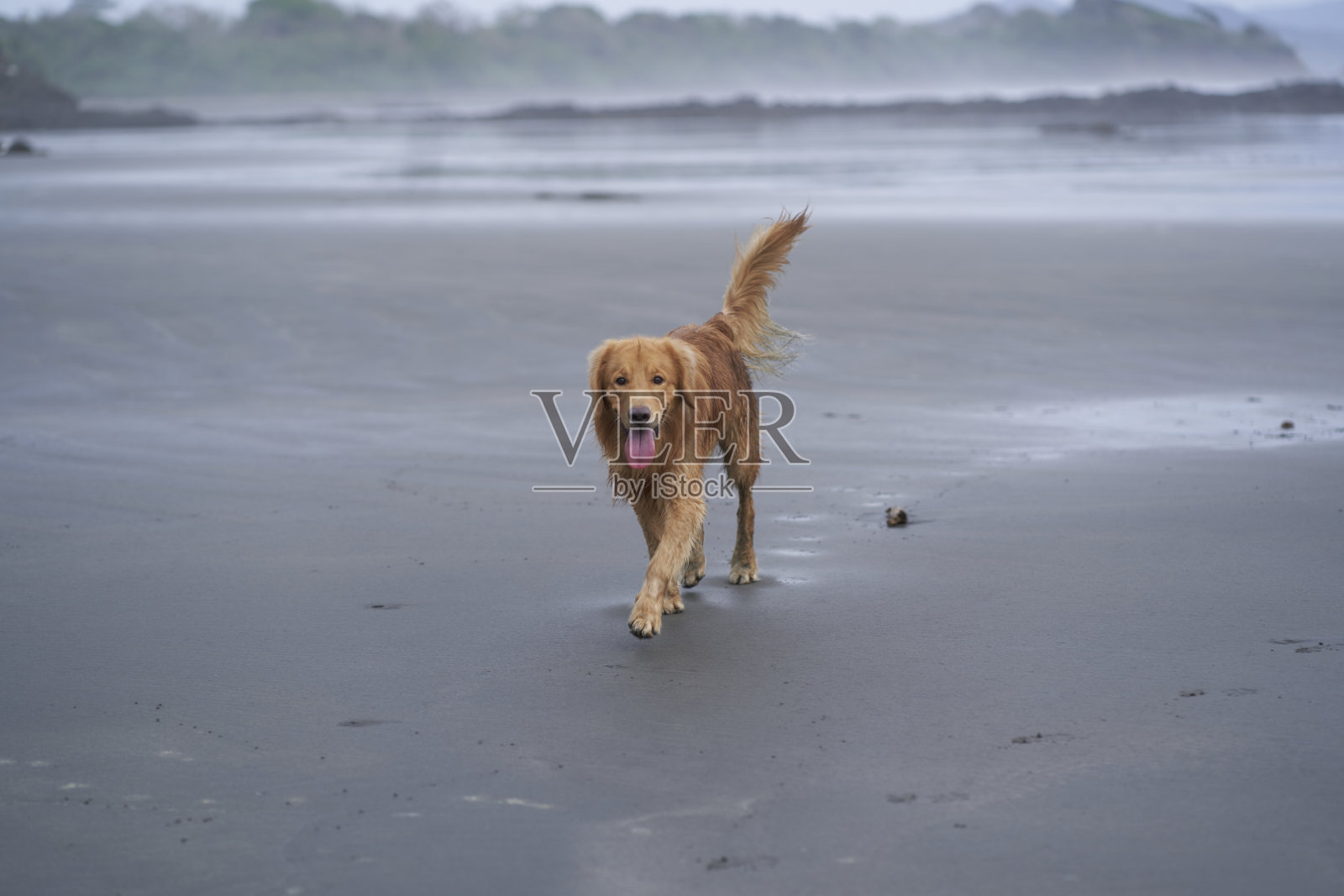 金毛猎犬照片摄影图片