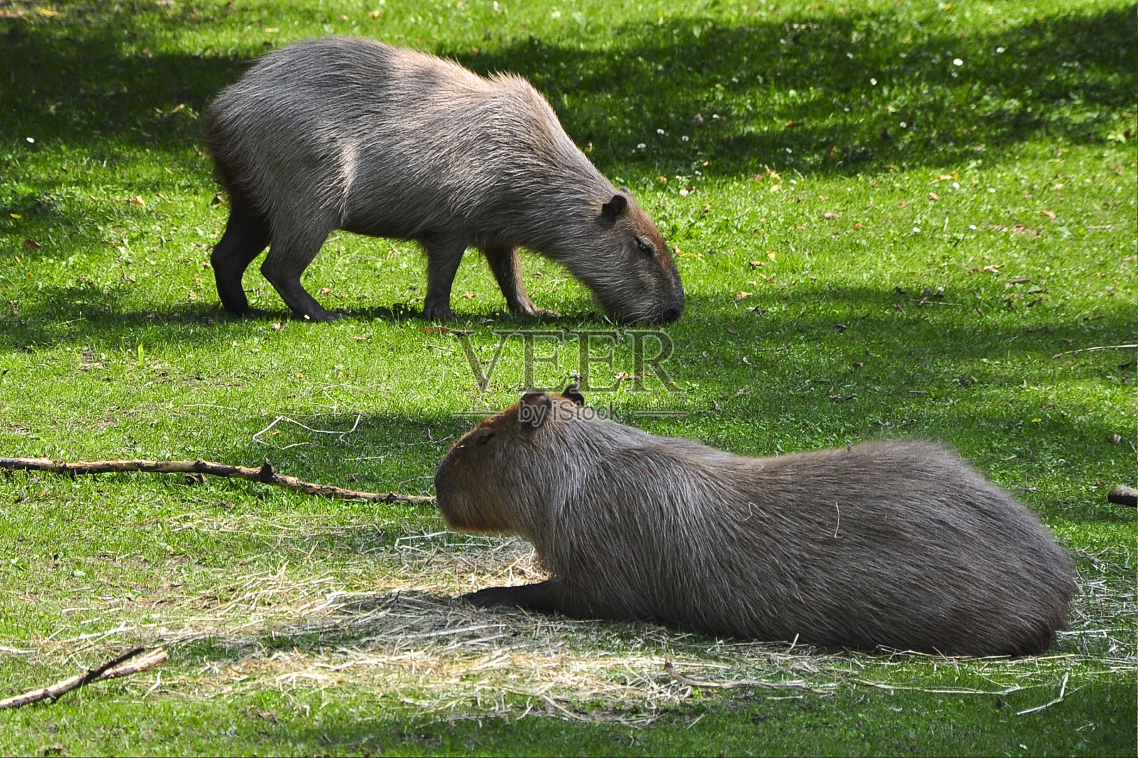 动物园里的两只凯巴拉鱼照片摄影图片