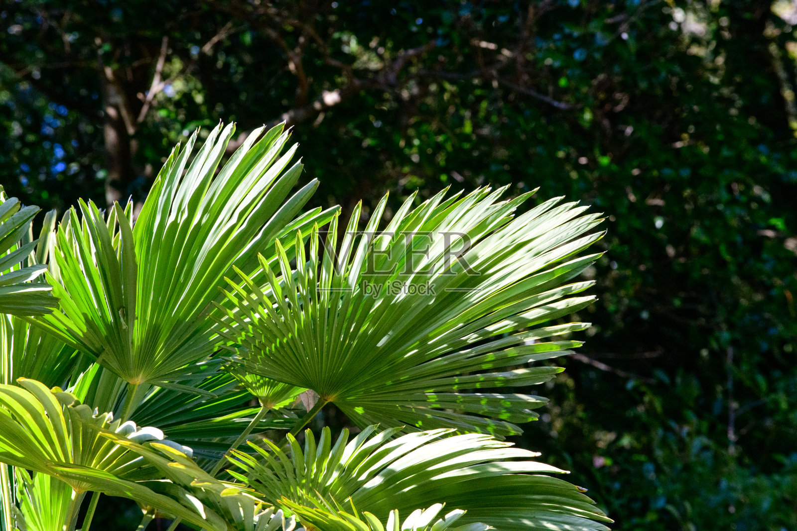 绿棕榈叶照片摄影图片