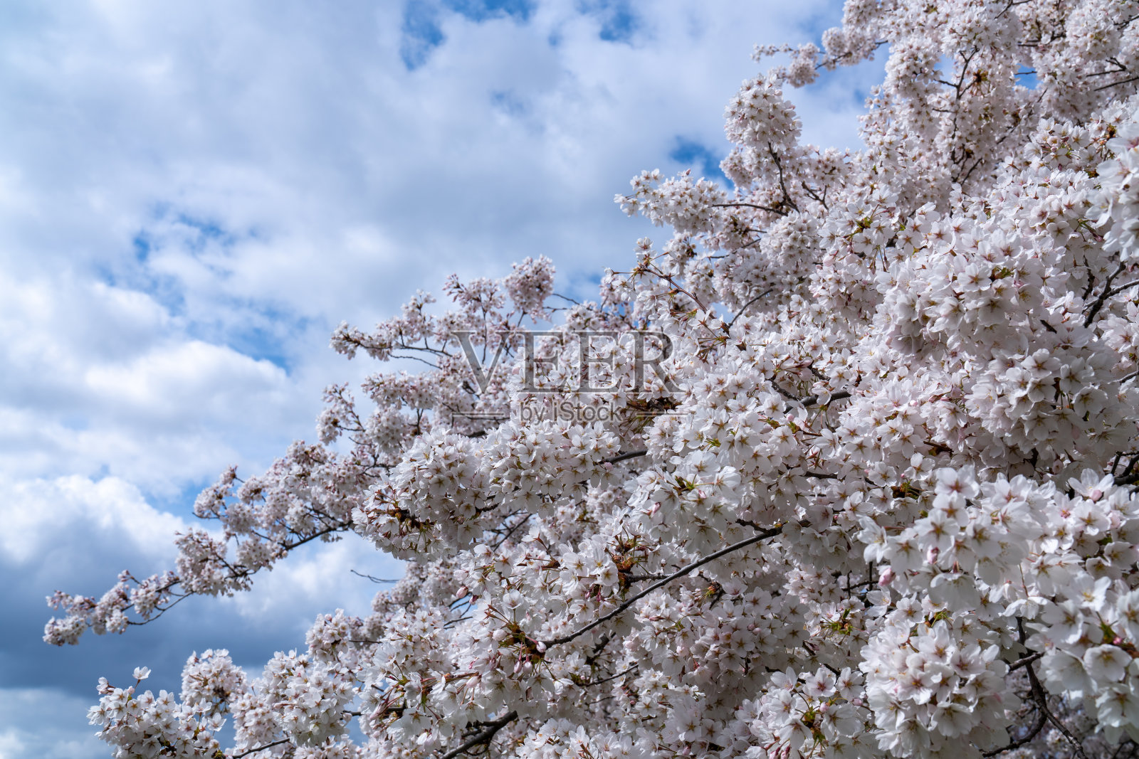 在春天的一个阳光明媚的日子里,盛开着白色花瓣的樱花。蓝天白云照片摄影图片