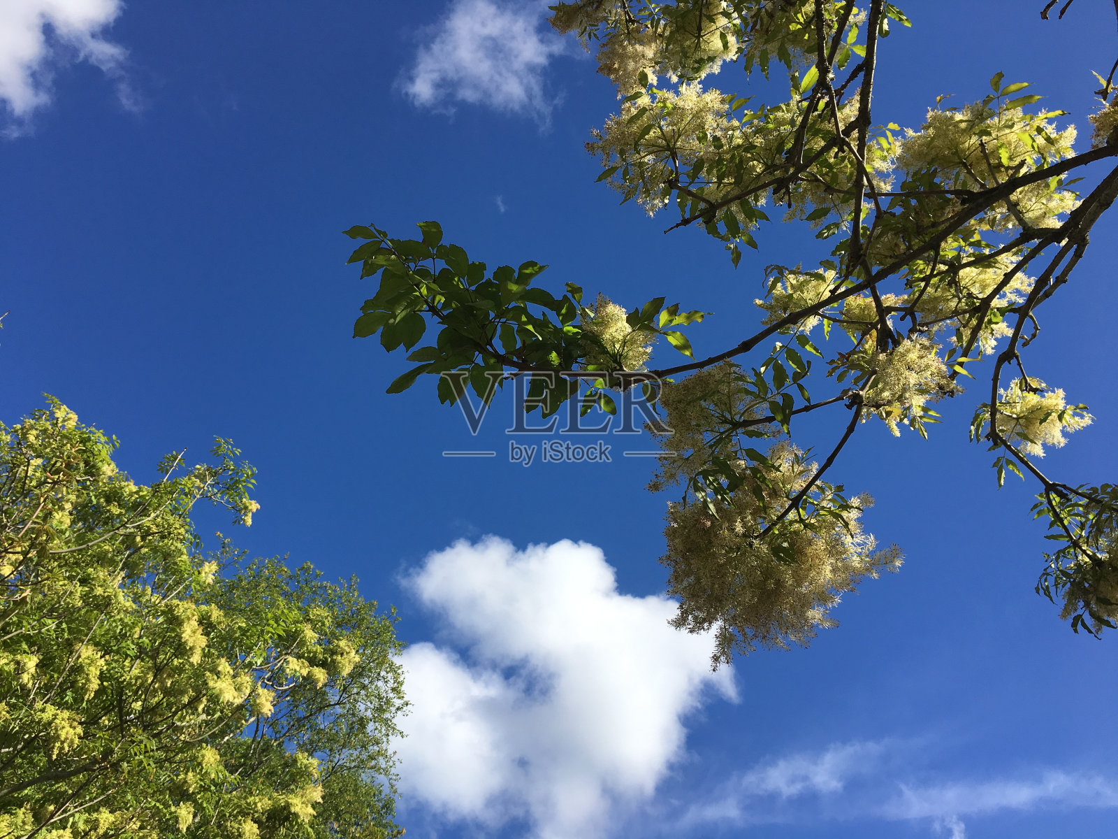 甘露灰枝,细枝和花照片摄影图片