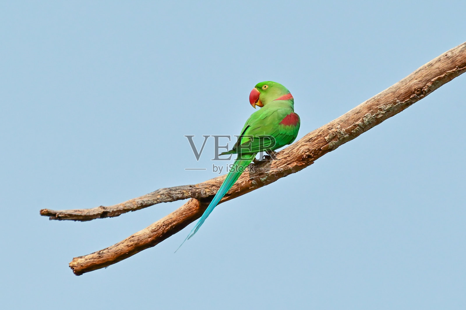 在交配季节,雄鹦鹉会找食物喂给雌鸟。亚历山大长尾小鹦鹉,大型长尾小鹦鹉,濒临灭绝的鸟类,在泰国的论武里照片摄影图片