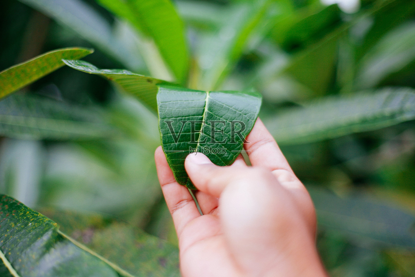 触摸自然的人照片摄影图片