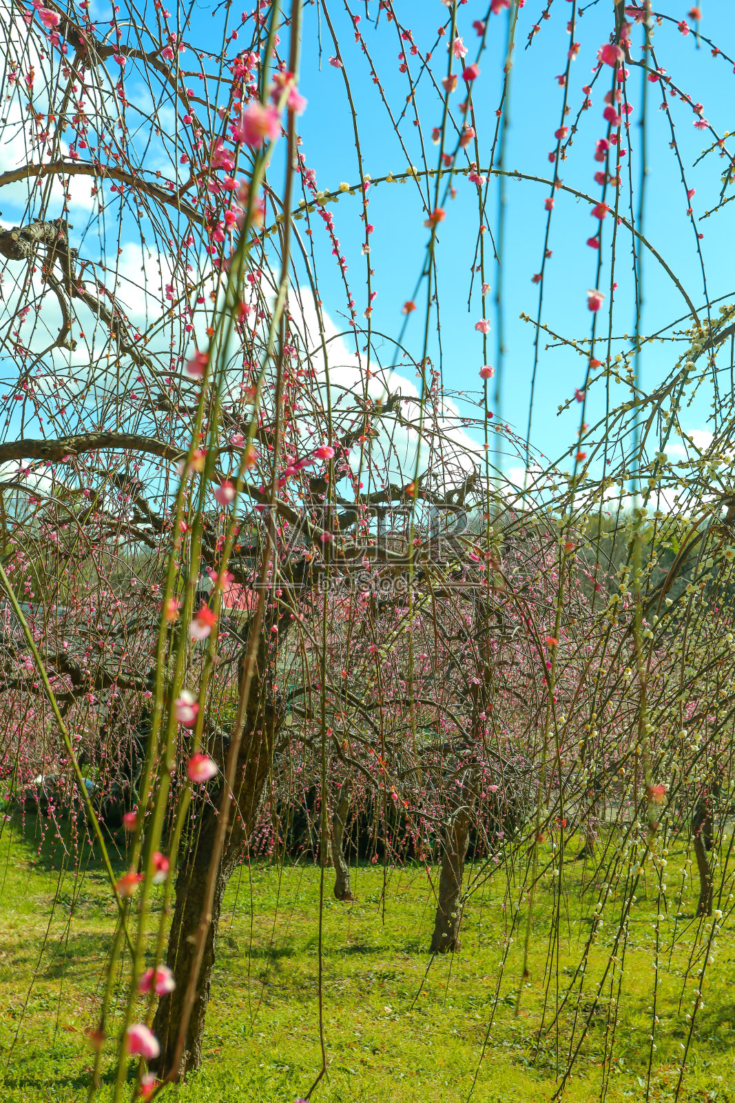 垂泪的梅子沐浴在春天的阳光下。照片摄影图片