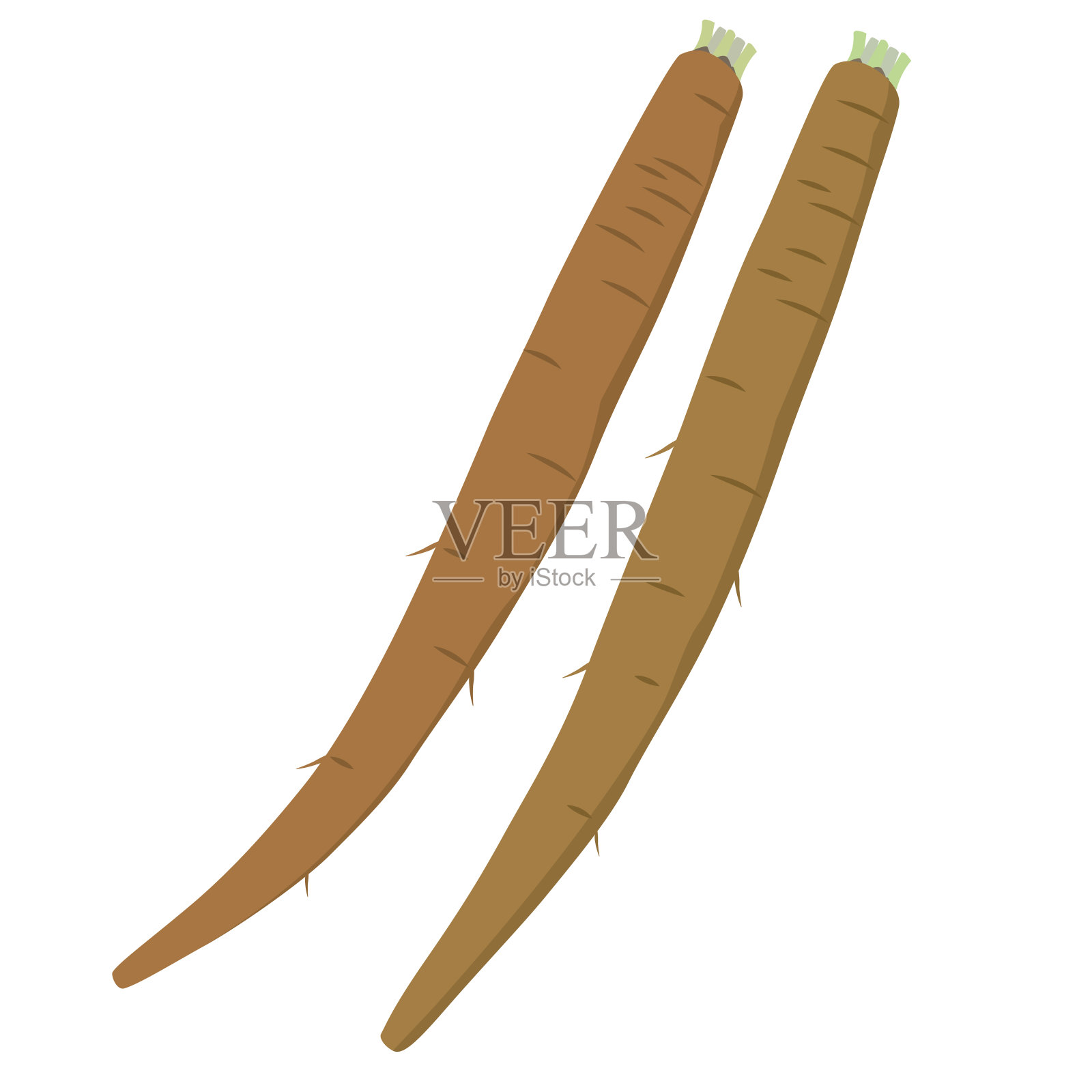 牛蒡插图插画图片素材