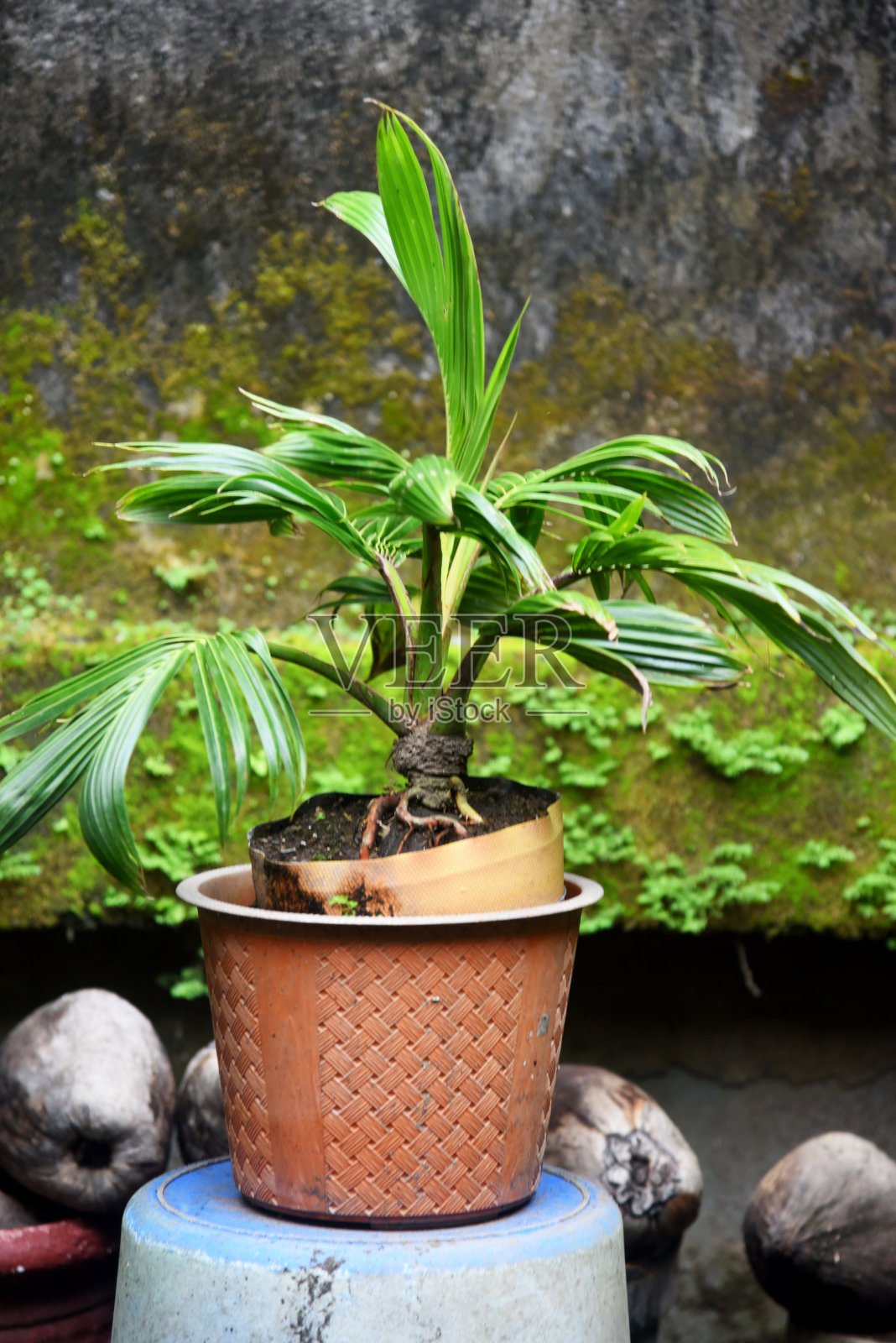 椰子盆景生长新鲜,并放置在房屋花园和房屋露台照片摄影图片