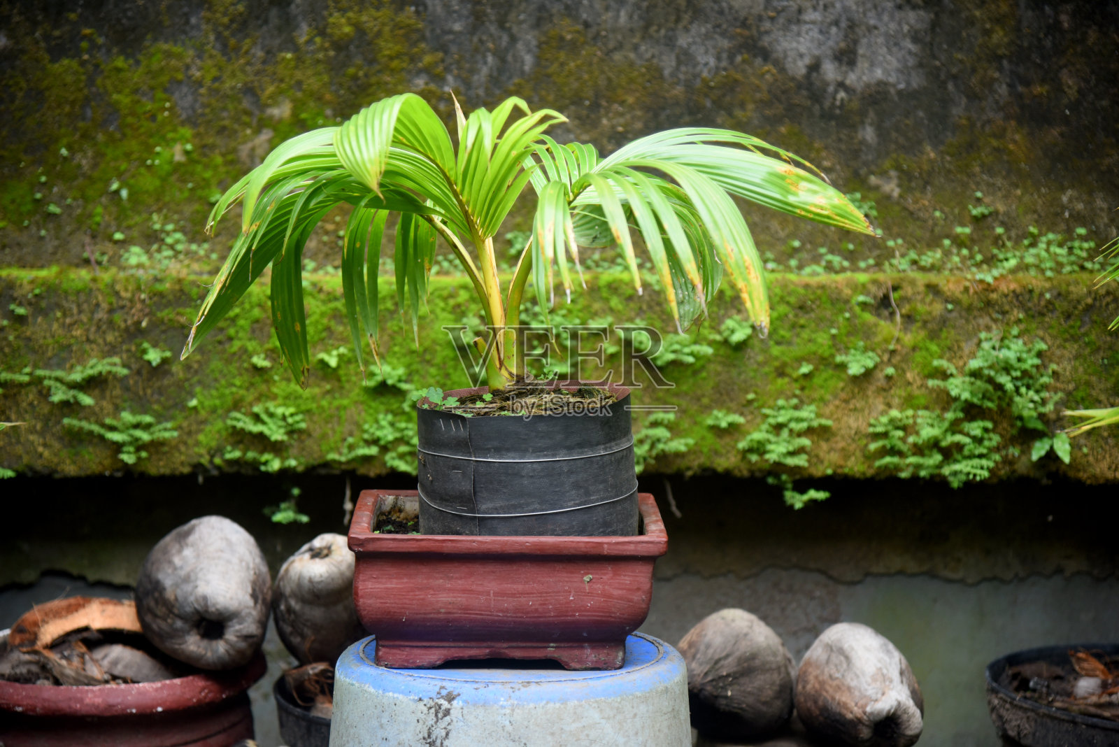 椰子盆景生长新鲜,并放置在房屋花园和房屋露台照片摄影图片