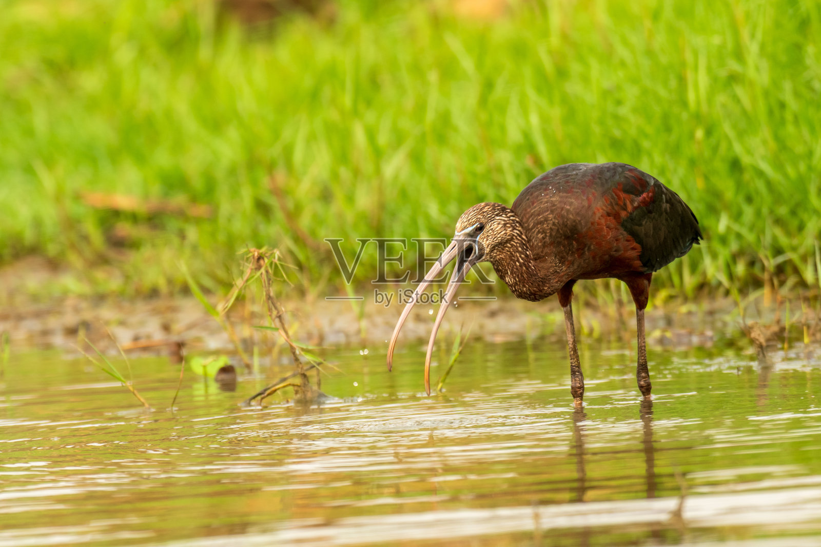 湖岸上光滑的朱鹭照片摄影图片