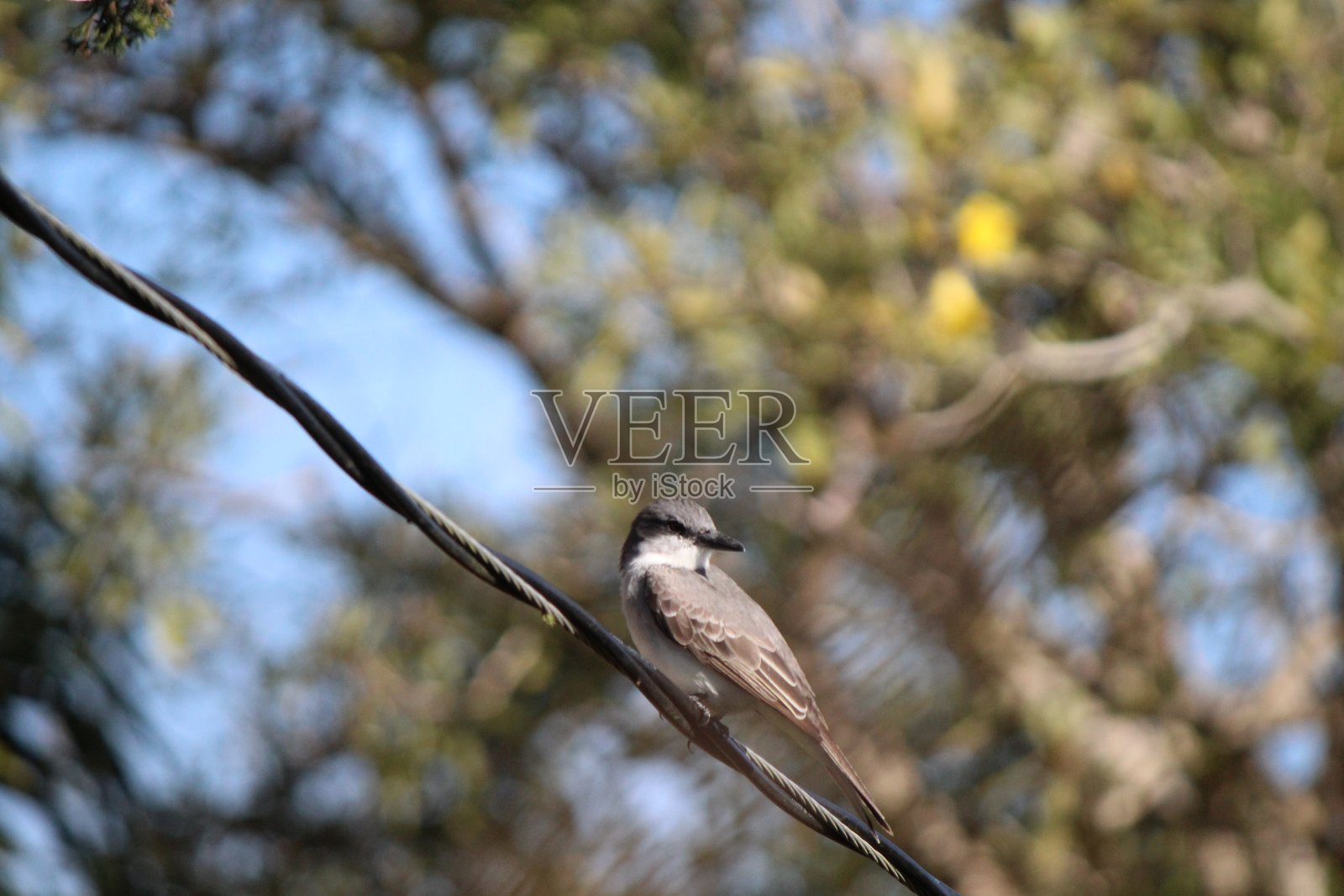 Ruisenor照片摄影图片