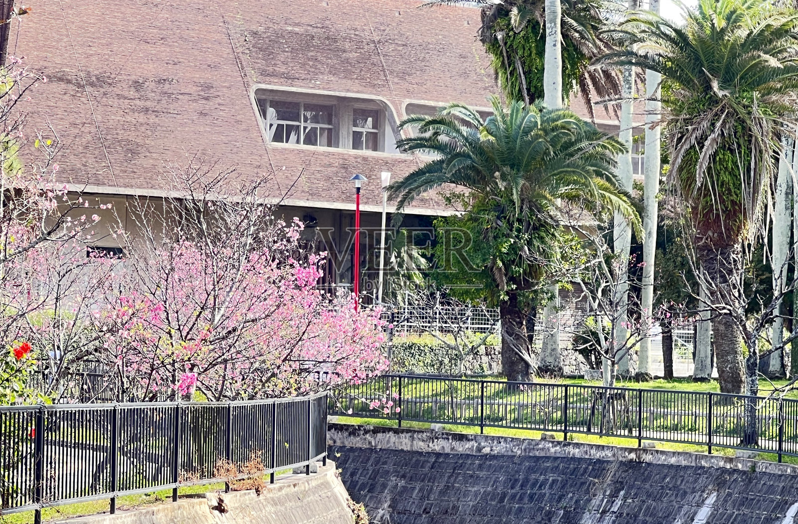 冲绳县那霸市的公园里,盛开着一束光之花照片摄影图片