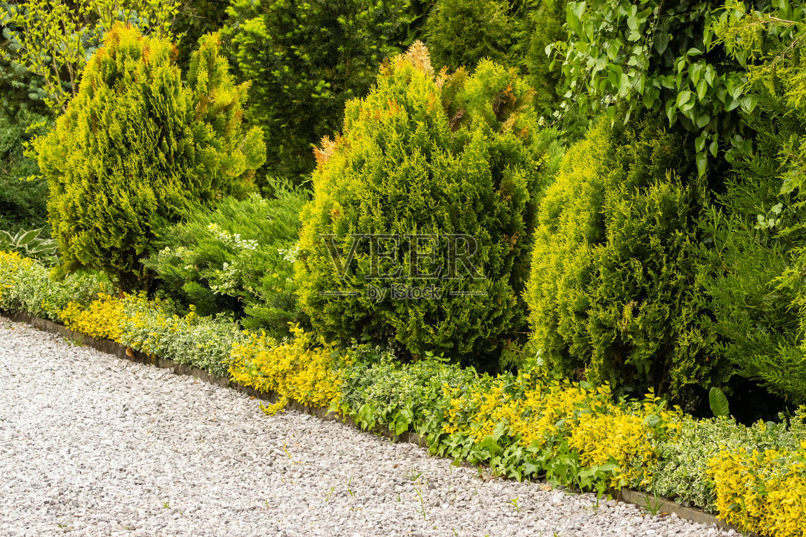 宁静的家庭花园与绿色常绿灌木在春天。照片摄影图片