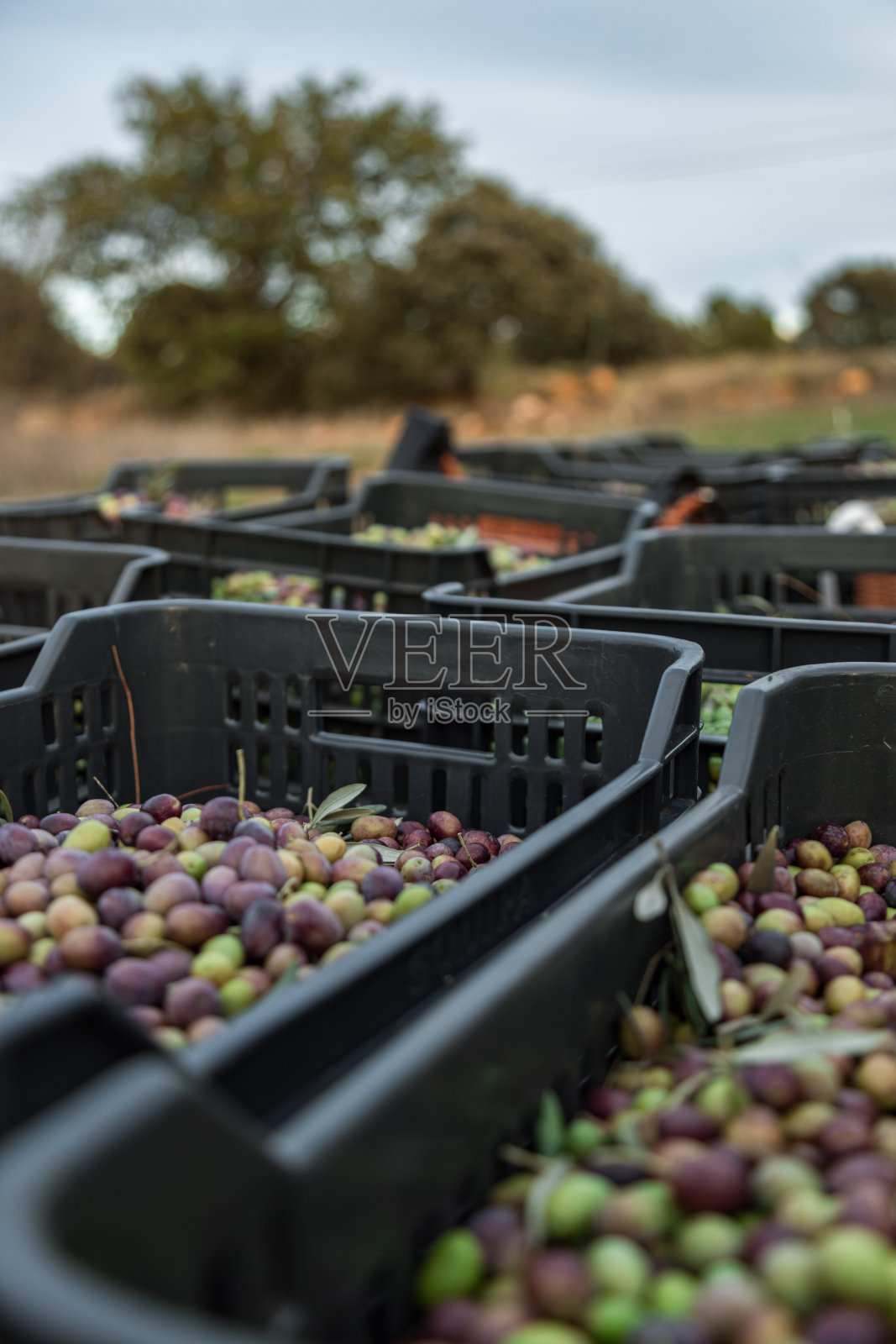 收获照片摄影图片