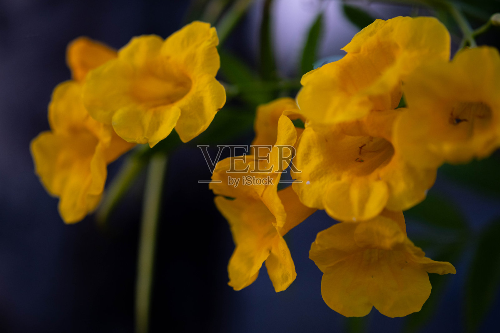 许多颜色鲜艳的黄色花朵很容易从背景中分离出来。它看起来很漂亮,可以用作各种活动的背景。照片摄影图片