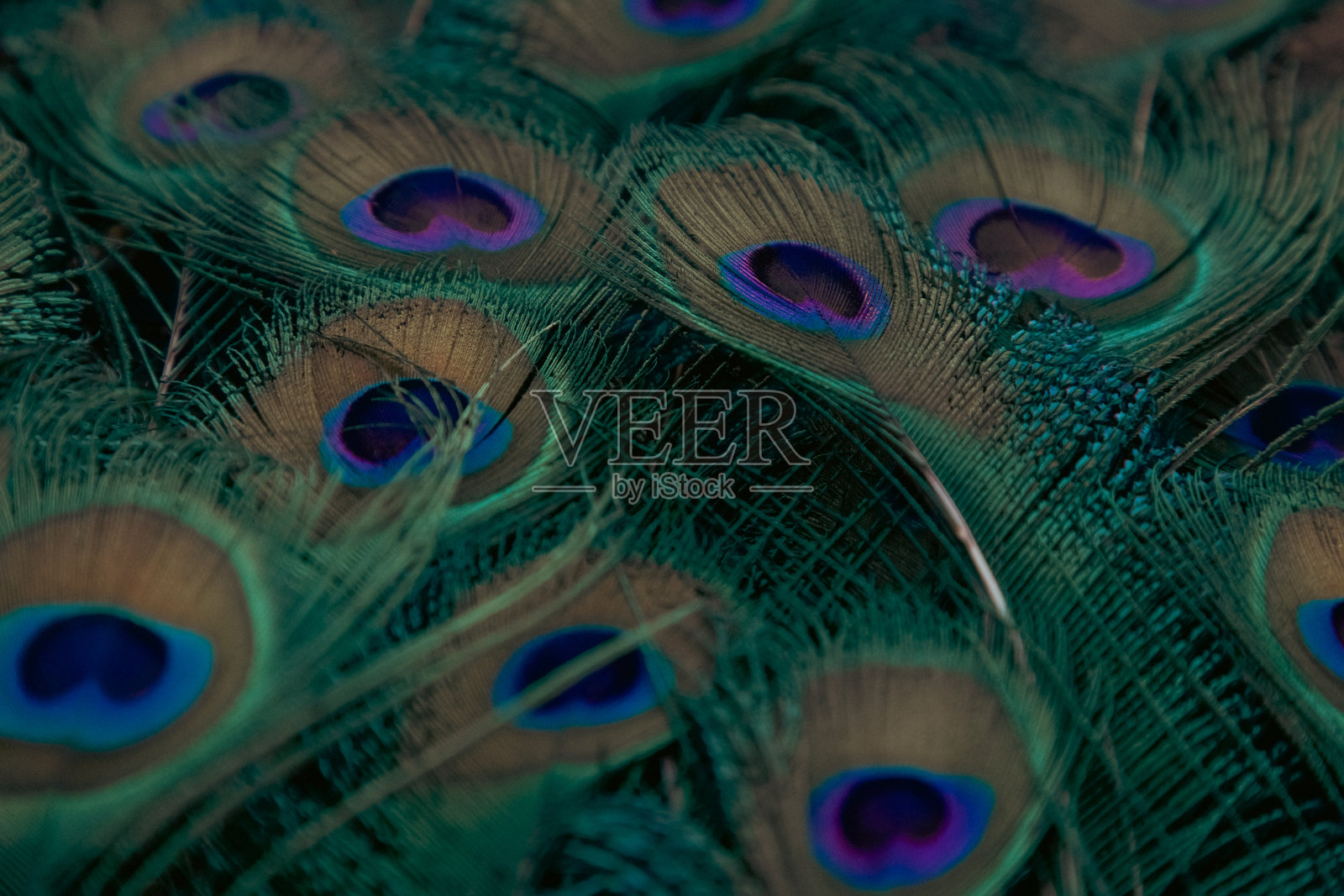 充满活力的孔雀羽毛背景照片摄影图片