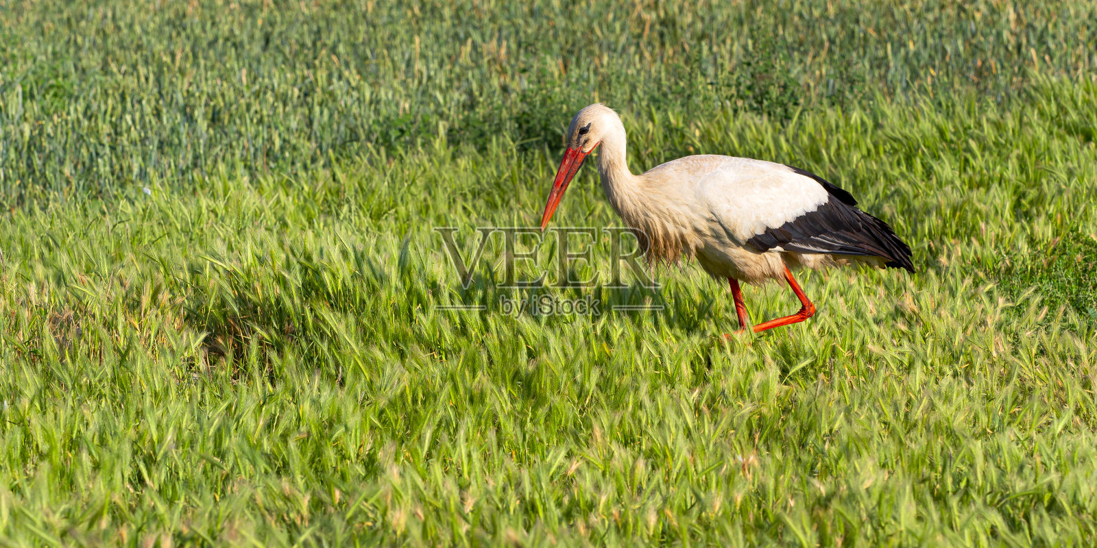 白色鹳照片摄影图片