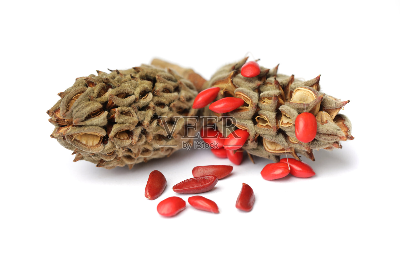 白底上有成熟的红色种子的木兰树圆果照片摄影图片