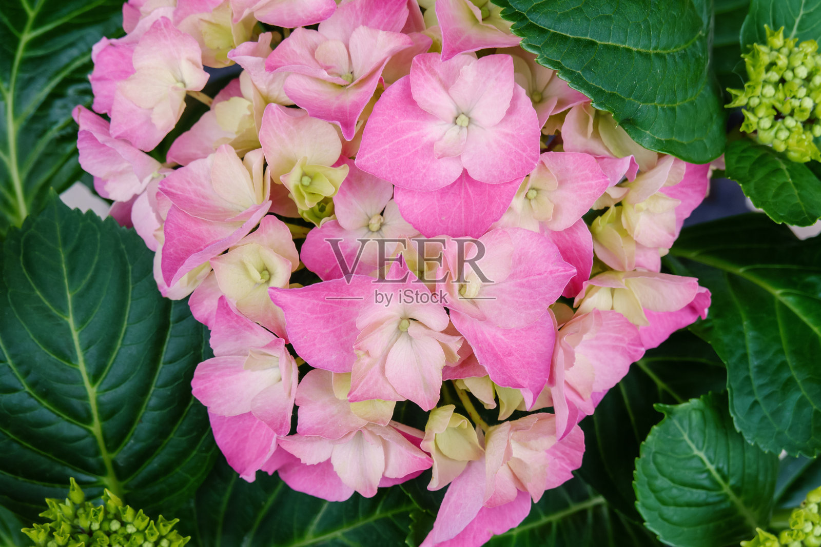 开花的绣球花,花亮粉红色。特写镜头照片摄影图片