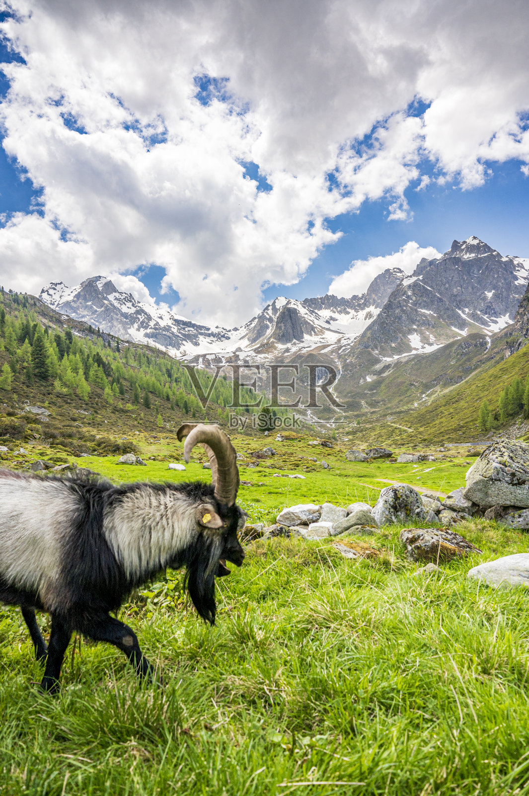 春天蒂罗尔Ötztal附近山上的山羊照片摄影图片