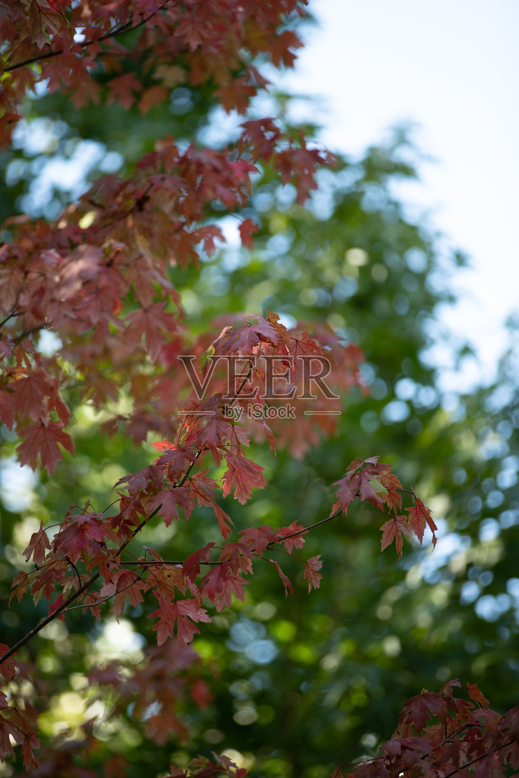 郁郁葱葱的绿色背景上的秋叶照片摄影图片