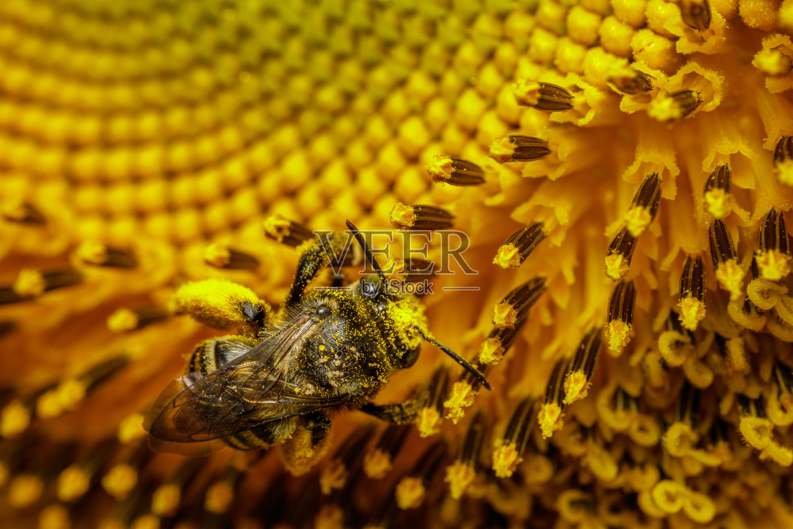 向日葵上蜜蜂的细节。照片摄影图片