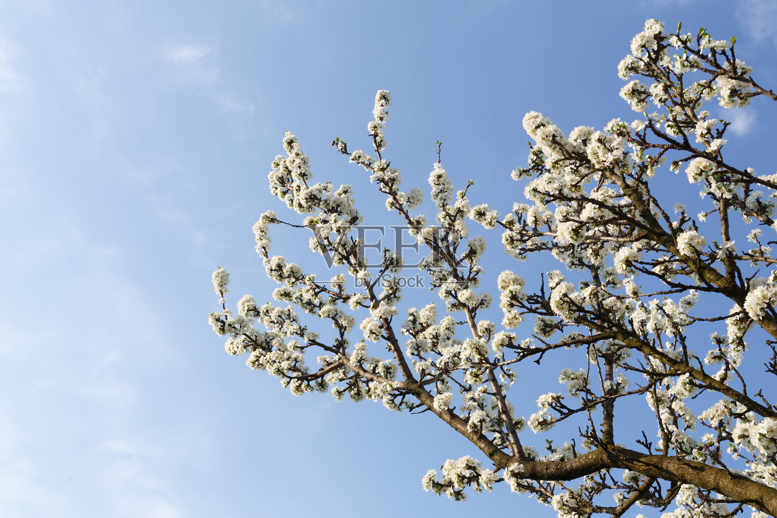 春天的花园里,梅花枝繁叶茂照片摄影图片